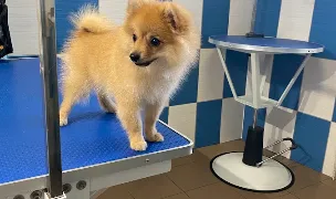 SANI VET — Cabinete Veterinare, Mediaș, Sibiu