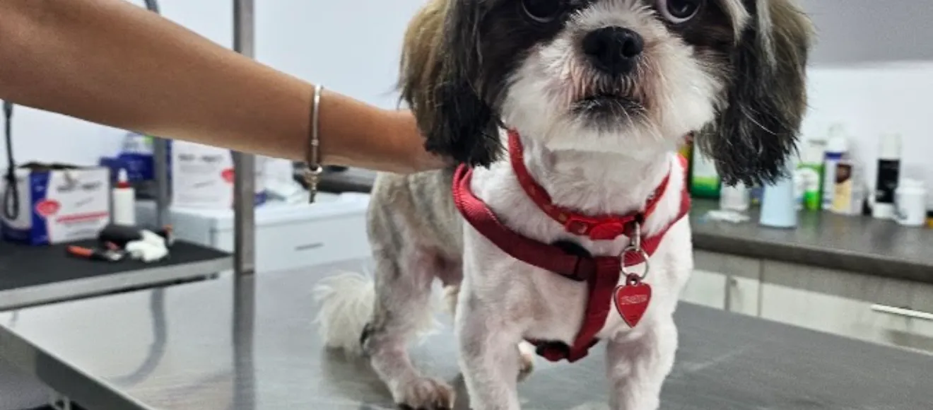 Sasha Vet Care — fotografie de copertă