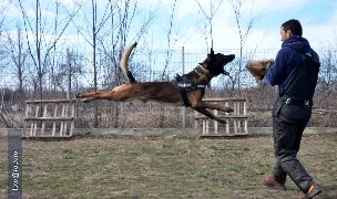 Sava K9 Academy — Dog Adoption, România