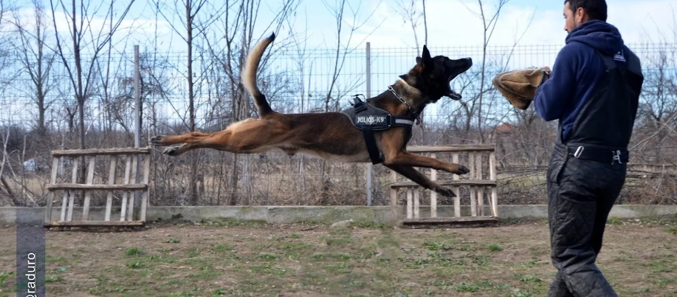 Sava K9 Academy — fotografie de copertă