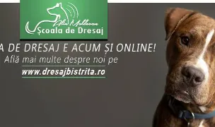 Scoala de dresaj Alin Moldovan — Dog Adoption, Bistrița