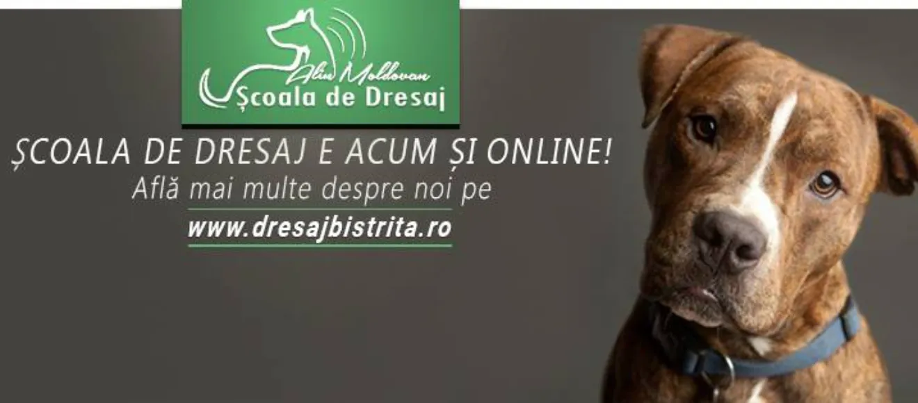 Scoala de dresaj Alin Moldovan — fotografie de copertă