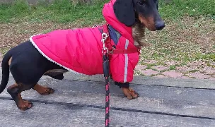 Școala de dresaj canin Braila — Animal Training, Brăila