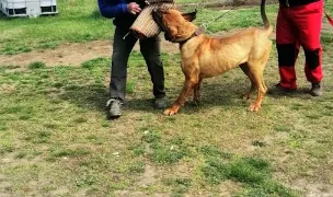 Scoala de dresaj canin Lupul Alb Constanta — Adopție Câini, Ovidiu, Constanța