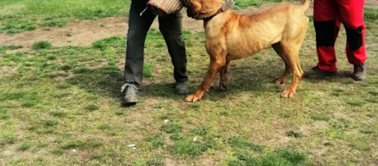 Scoala de dresaj canin Lupul Alb Constanta — fotografie de copertă