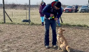 Scoala de dresaj — Dog Adoption, Mihăilești, Giurgiu