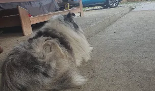 Scoala de Dresaj Nechita — Dog Adoption, România