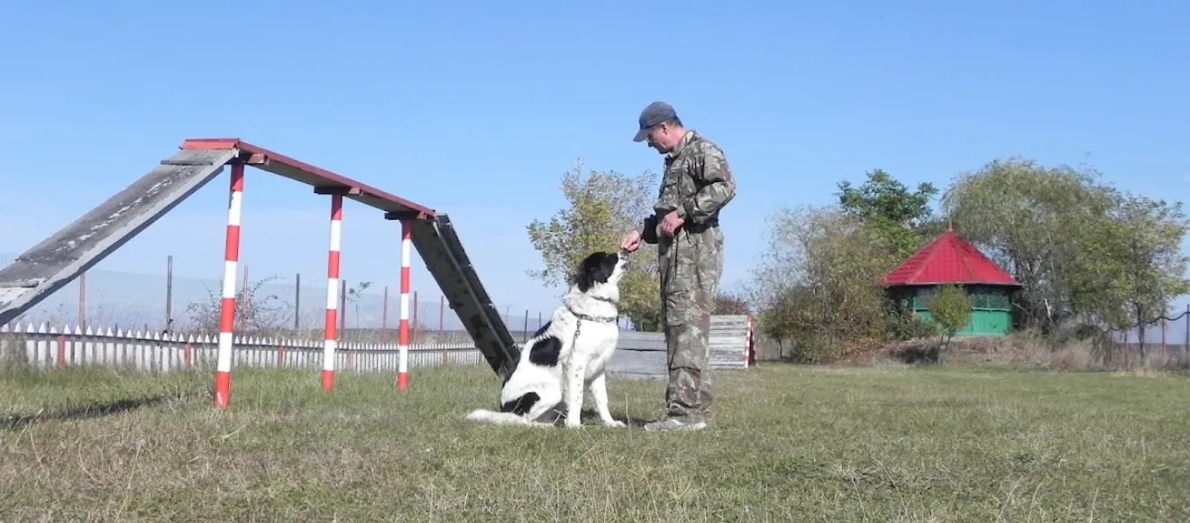Scoala de Dresaj si Pensiunea Canina BRAVO — fotografie de copertă