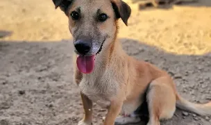 Second Chance Association — Animal Shelters, Ilfov
