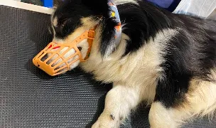 Silva Vet — Spitale Veterinare, Buzău