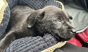 Terra Happy - Canisa Labrador Retriever — Dog Breeders, România