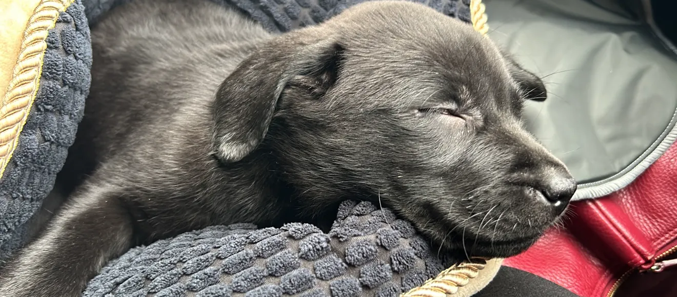 Terra Happy - Canisa Labrador Retriever — fotografie de copertă