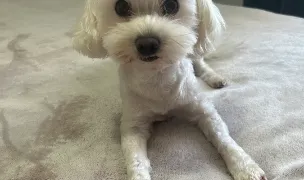 Toaletaj Canin IuliaS — Salon Câini & Pisici, Turda, Cluj