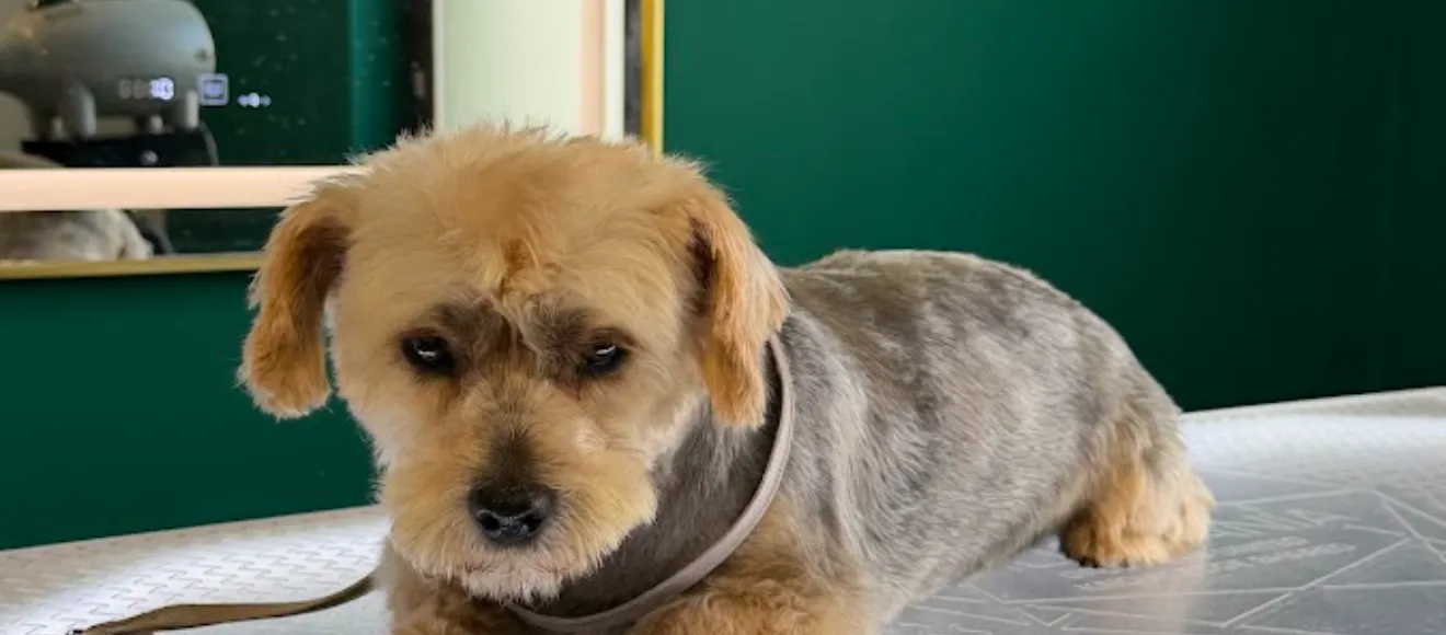 Toaletare canina salon Mr Sweet Grooming Studio🐶🐱 — fotografie de copertă