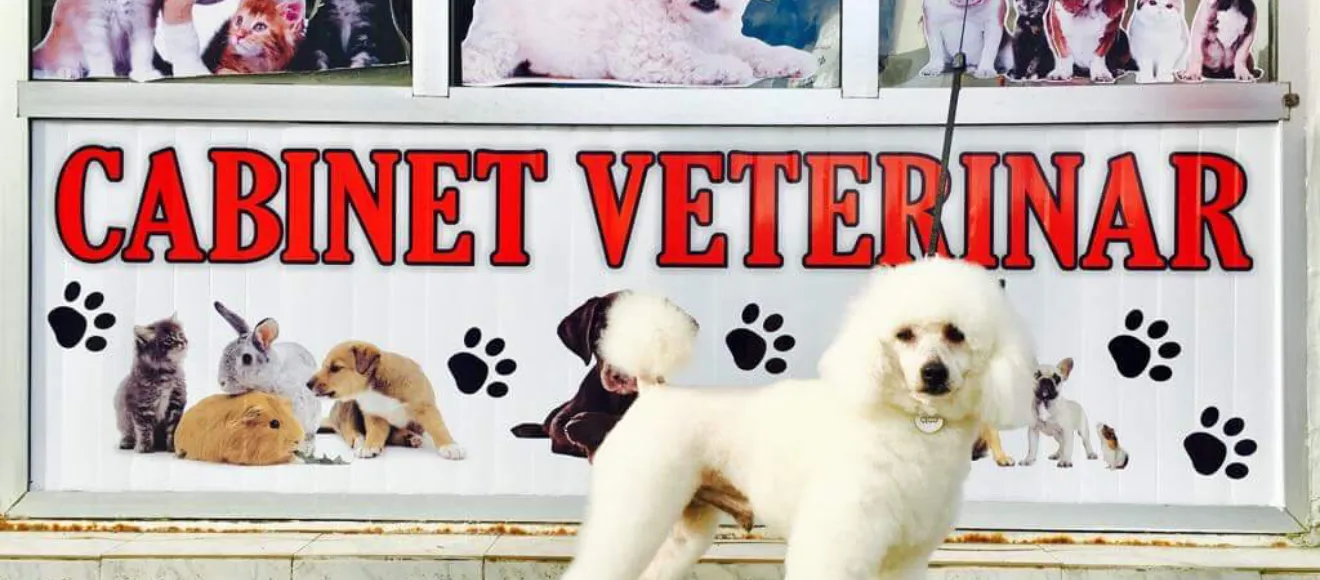 TOTALVET SIBIU — fotografie de copertă