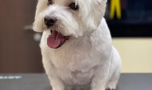 Urban Paws Astra — Salon Câini & Pisici, Municipiul Brașov, Brașov