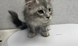 Valahian’s Cattery — Crescători Pisici, Sectorul 6, Bucuresti