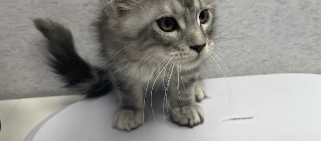 Valahian’s Cattery — fotografie de copertă