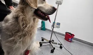 Vet House Clinică Veterinară Sibiu — Spitale Veterinare, Municipiul Sibiu, Sibiu