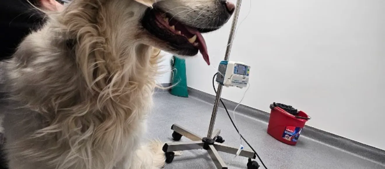 Vet House Clinică Veterinară Sibiu — fotografie de copertă
