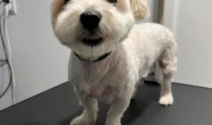 Vet Patrol - Cabinet Veterinar — Veterinar la Domiciliu, Municipiul Iași, Iași