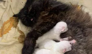 Vetwell Med — Spitale Veterinare, Municipiul Constanța, Constanța