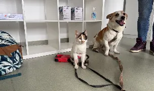 Yodavet Forpet — Cabinete Veterinare, Dej, Cluj
