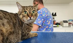 Zanima Vet — Spitale Veterinare, Municipiul Brașov, Brașov