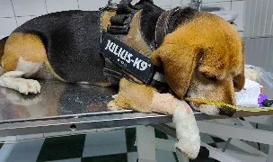 Zoovet S.R.L. — Spitale Veterinare, Slobozia, Ialomița