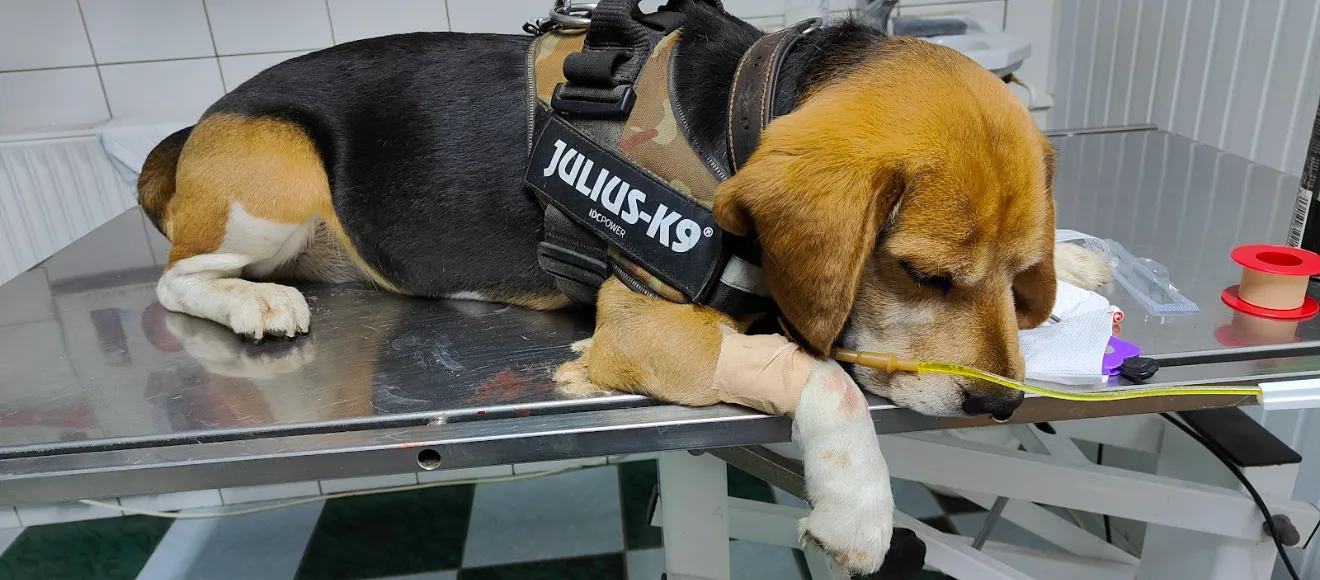 Zoovet S.R.L. — fotografie de copertă