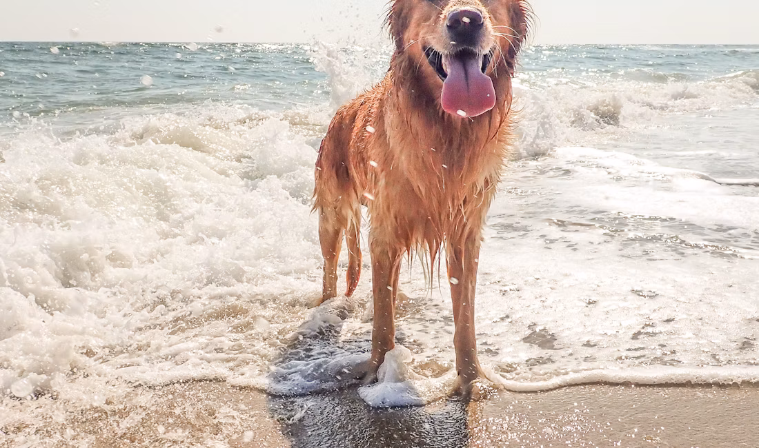 Golden retriever pe malul plajei în timpul zilei