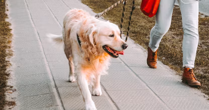 Persoană plimbând un golden retriever în lesă pe stradă