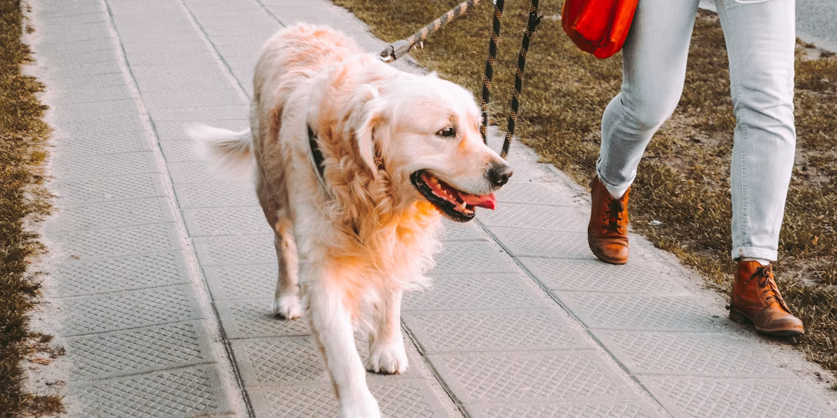 Persoană plimbând un golden retriever în lesă pe stradă