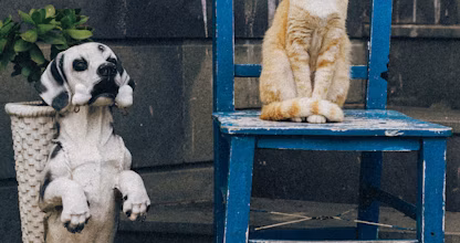 O pisică pe un scaun albastru lângă un câine