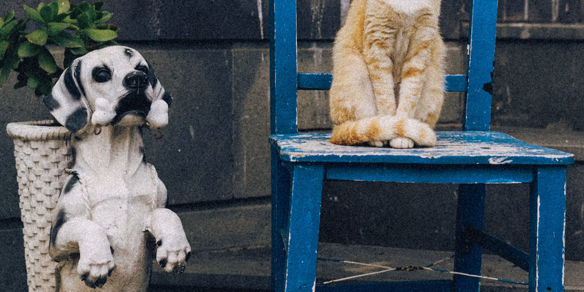 O pisică pe un scaun albastru lângă un câine