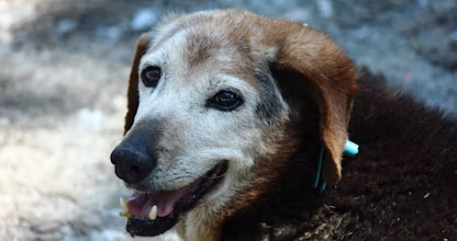 Câine senior cu botul încărunțit, zâmbind afară