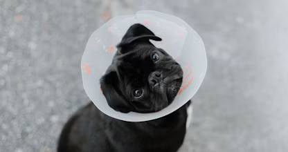 Câine mic negru cu guler de protecție din plastic pe cap