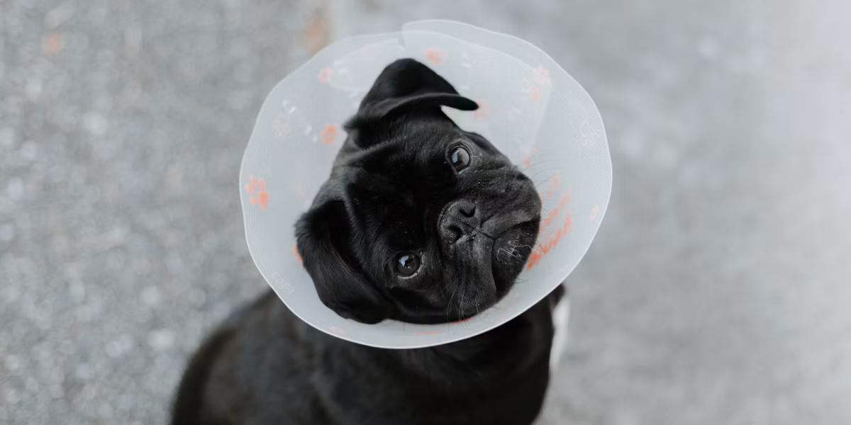 Câine mic negru cu guler de protecție din plastic pe cap
