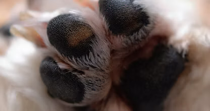 Labă de pui de câine văzută de aproape, cu pernițe negre