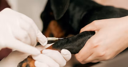 Medic veterinar făcând o injecție unui câine mic