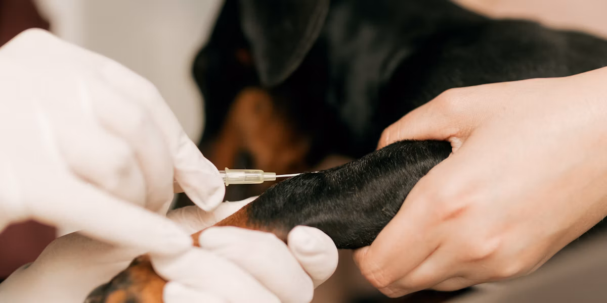 Medic veterinar făcând o injecție unui câine mic