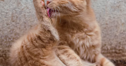 Pisică tigrată întinsă pe un covor gri