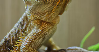 Dragon barbos maro pe o ramură