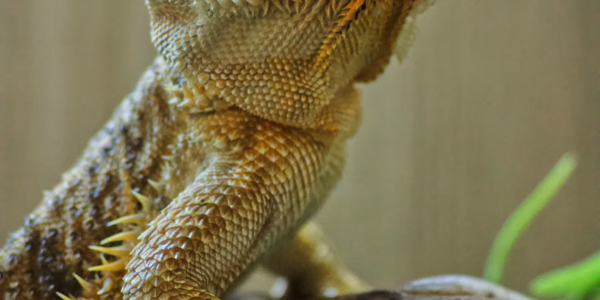 Dragon barbos maro pe o ramură