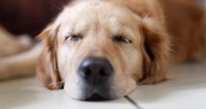 Câine labrador odihnindu-se pe podea