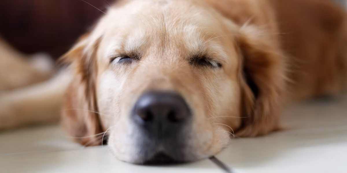 Câine labrador odihnindu-se pe podea
