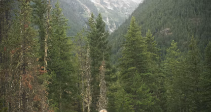 Femeie cu câinele ei pe o stâncă, cu pădure și munte în fundal