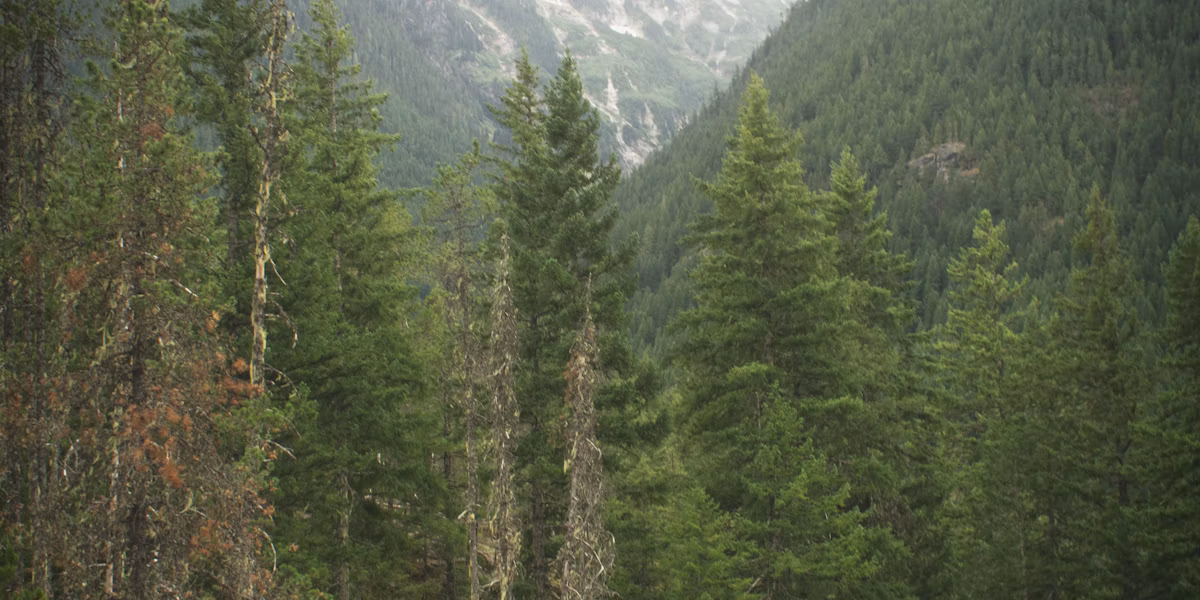 Femeie cu câinele ei pe o stâncă, cu pădure și munte în fundal