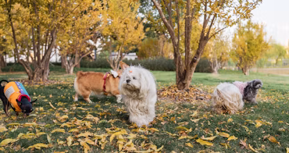Mai mulți câini jucându-se liberi într-un parc toamna