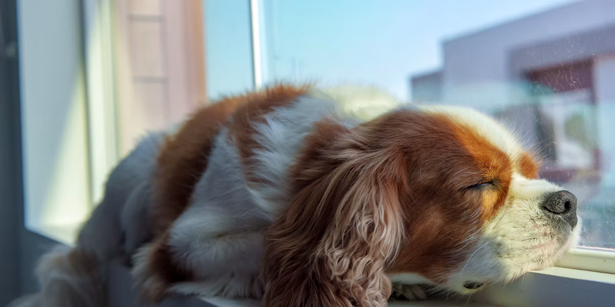 Cavalier King Charles Spaniel odihnindu-se lângă o fereastră